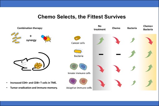 Bacteria synergizes with chemotherapy for tumor eradication